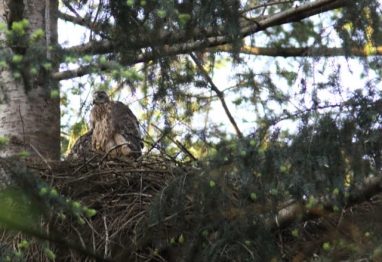 Prima ouders in het Luntersche Buurtbos,