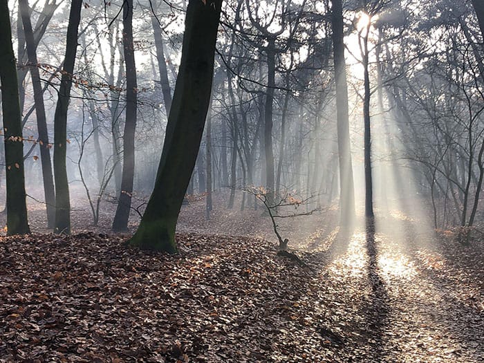 Herfstwandeling in Het Luntersche Buurtbosch