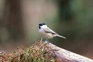 Natuurwandelingen in het Luntersche Buurtbosch