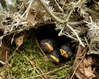Lente geluk