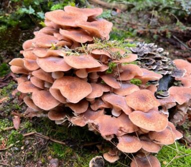 Paddenstoelen festijn in Luntersche Buurtbosch