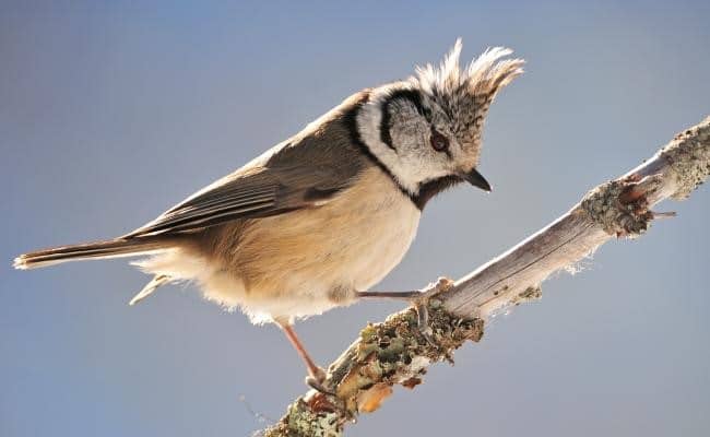 NATUURWANDELINGEN IN HET LUNTERSCHE BUURTBOSCH