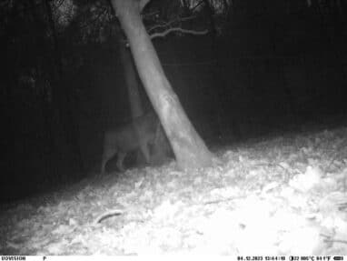 Wolf gesignaleerd !