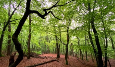3 juni Lentewandeling