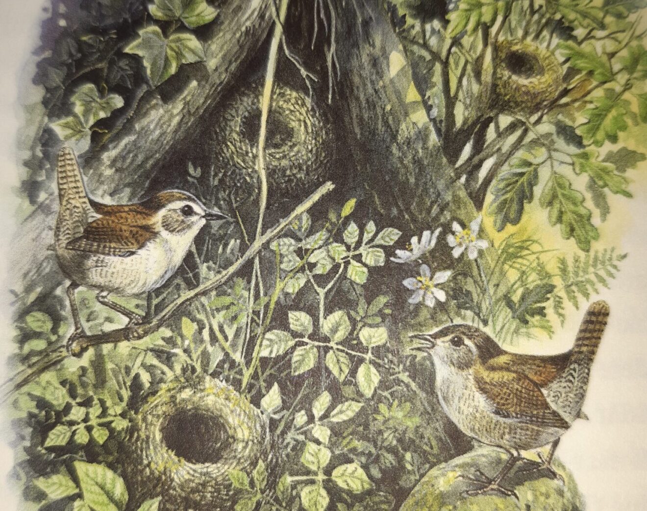 Vroege vogel wandeling: De winterkoning