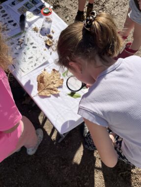 Krioelen en bloeien: Basisschoolleerlingen leren in het Luntersche Buurtbosch
