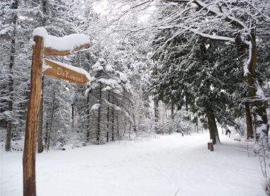 Afgevallen takken in het bos: opletten!!
